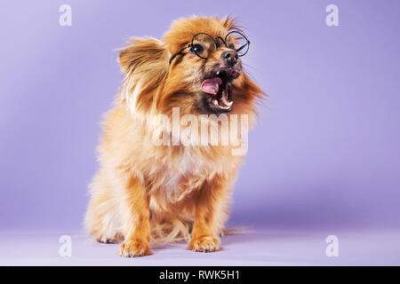 Full-body studio portrait of a Pomeranian dog wearing eyeglasses and licking its chops on a colorful background. Stock Photo