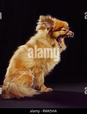Profile of a pomeranian mix dog mouth wide open on a black background. Stock Photo