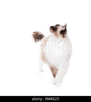 Long Haired Ragdoll cat walking forwards isolated on White Stock Photo
