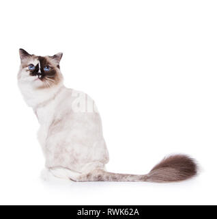 Ragdoll cat shaved with a lion style haircut on White Stock Photo