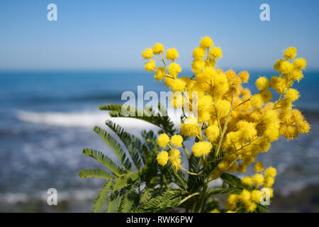 Mimosa branch in bloom, beautiful spring yellow flower with sea on background, International Women's Day Stock Photo