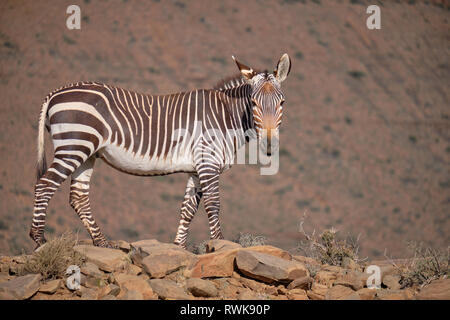 Full body lateral shot of a cape mountain zebra (Equus zebra zebra) standing on rocky outcrop against a blur mountain background Stock Photo