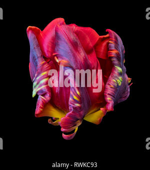 Fine art still life bright colorful macro fantasy of a single isolated closed parrot tulip blossom in surrealistic/fantastic realism style,pop-art Stock Photo