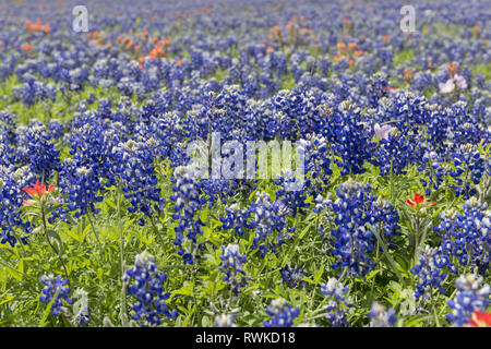 Bluebonnet field in the spring in Texas, USA. Focus on foreground Stock Photo