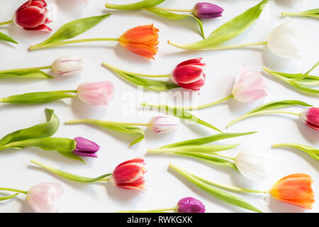 Colorful spring tulips on white background Stock Photo