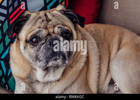 Portrait of a senior pug dog on the sofa Stock Photo