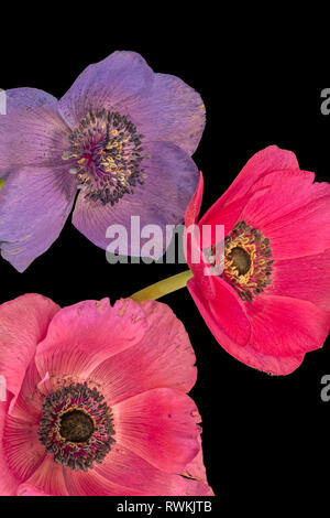 Fine art still life floral macro of an  isolated trio of wide open bright colored red violet anemone blossoms with green stem and detailed textur Stock Photo