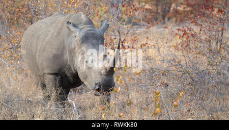 Male white rhino relaxed, looking at the game drive vehicle in the Klaserie, South Africa