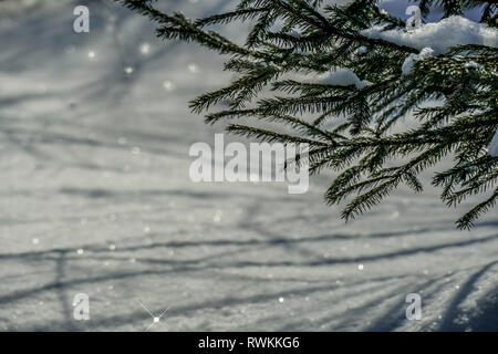 March snow glitters Stock Photo