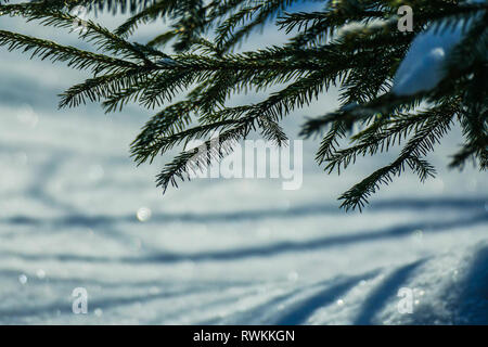 March snow glitters Stock Photo
