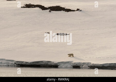 Polar bear walking along snowy coastline on Wilhelm Island, Hinlopen Strait, between Nordaustlandet and Spitsbergen, Svalbard, Norway Stock Photo