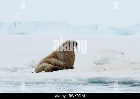 Atlantic walrus (Odobenus rosmarus) on iceberg,  Vibebukta, Austfonna, Nordaustlandet, Svalbard, Norway Stock Photo