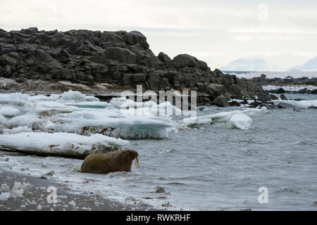 Atlantic walrus (Odobenus rosmarus) at water's edge, Edgeoya Island, Svalbard, Norway Stock Photo