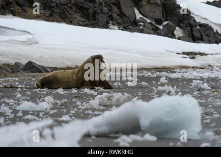 Atlantic walrus (Odobenus rosmarus) on Edgeoya Island, Svalbard, Norway Stock Photo