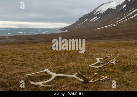 Reindeer antlers in the tundra, Edgeoya Island, Svalbard, Norway Stock Photo