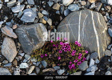 Purple Saxifrage (Saxifraga oppositifolia) in flower amongst rocks, Isbjornhamna, Hornsund bay, Spitsbergen, Svalbard, Norway Stock Photo