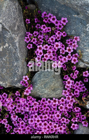 Purple Saxifrage (Saxifraga oppositifolia) in flower, Isbjornhamna, Hornsund bay, Spitsbergen, Svalbard, Norway Stock Photo