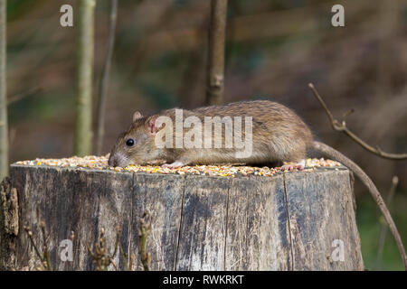 Rat brown (Rattus norvegicus) rodent thrives on waste food and refuse from humans. Here visiting bird feeding station for seed scattered on tree stump Stock Photo