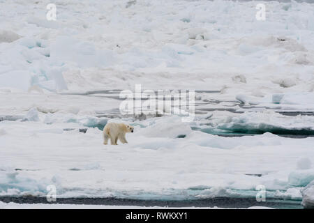 Polar bear (Ursus maritimus) on pack ice, Murchinson Bay, Murchisonfjorden, Nordaustlandet, Svalbard, Norway Stock Photo