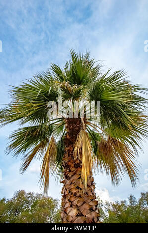 Majestic palm tree against a blue sky background with clouds. View from below. Stock Photo