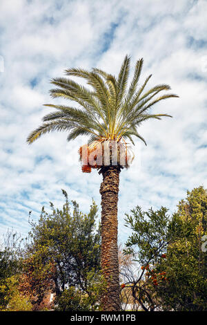 Majestic tall palm tree against a cloudy blue sky background. View from below. Stock Photo