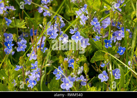 Thread Speedwell Slender Speedwell, Creeping Speedwell, Creeping Veronica, Threadstalk ...