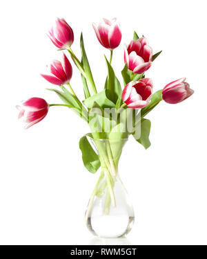 pink and white tulips in the transparent vase isolated on white. Stock Photo