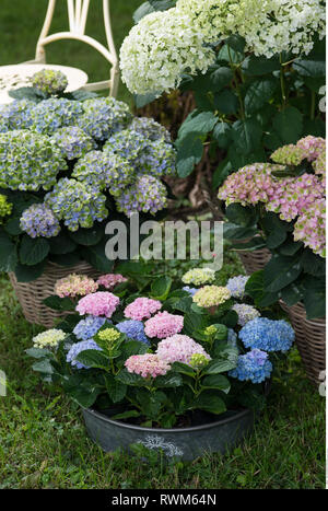 botany, arrangement of hydrangea, Caution! For Greetingcard-Use / Postcard-Use In German Speaking Countries Certain Restrictions May Apply Stock Photo
