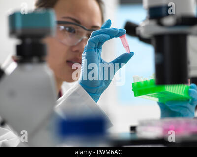 Scientist preparing sample for genetic testing in laboratory Stock Photo