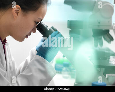 Scientist viewing sample through microscope during experiment in laboratory Stock Photo
