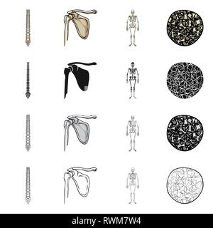 spine,femur,musculoskeletal,osteoporosis,chiropractic,pelvis,scientific ...