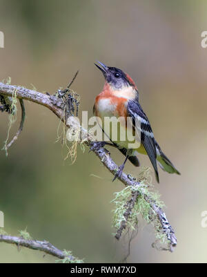 A male Bay-breasted Warbler (Setophaga castanea) singing from a perch at Emma Lake, Saskatchewan. Stock Photo