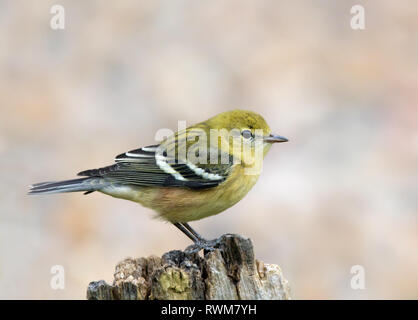 A fall plumage Bay-breasted Warbler , Setophaga castanea, in a backyard in Saskatoon, Saskatchewan. Stock Photo