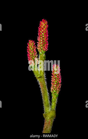 Developing cones of an Eastern Hemlock on a black background Stock Photo