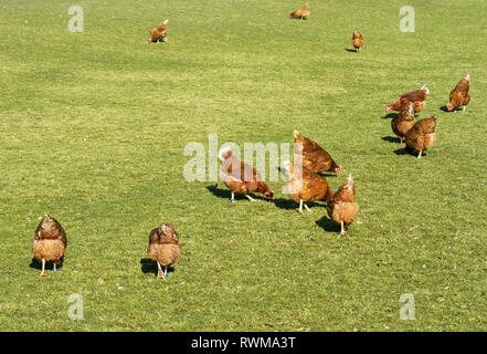 Organic farming wiht happy hens with big runout Stock Photo