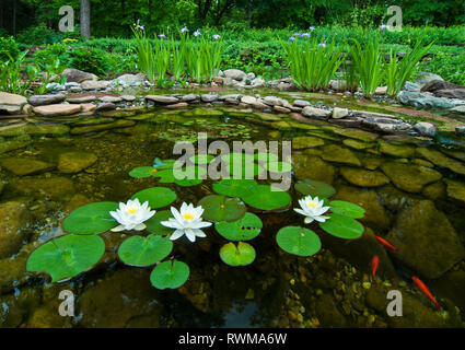 Water lilies and blue-flag irises in backyard pond in central Virginia in spring. Stock Photo