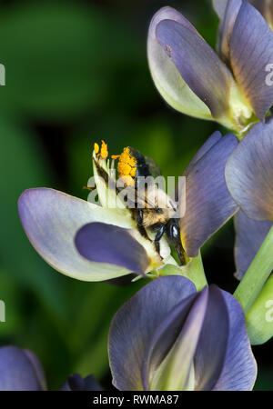Large leaf-cutter bee (Megachile sp.) nectaring on wild blue indigo flower (Baptisia australis). Stock Photo