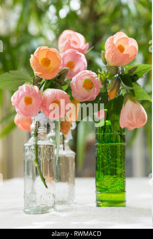 botany, apricot-coloured Abutilon blossoms, Caution! For Greetingcard-Use / Postcard-Use In German Speaking Countries Certain Restrictions May Apply Stock Photo