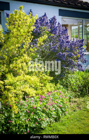 Mixed herbaceous border with Forsythia and Ceanothus in flower in an English garden in May Stock Photo