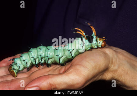 horned caterpillar devil hickory walnut regal royal moth larva alamy citheronia regalis