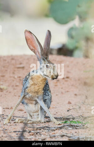 Jack rabbit; Arizona, United States of America Stock Photo