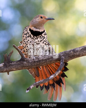 Northern Flicker ( red shafted ), Colaptes auratus,  stretching its wings in Val Marie, Saskatchewan, Canada Stock Photo