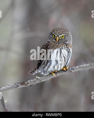 Northern Pygmy-Owl, Glaucidium gnoma, perched in the Boreal Forest, North-west Saskatchewan Stock Photo