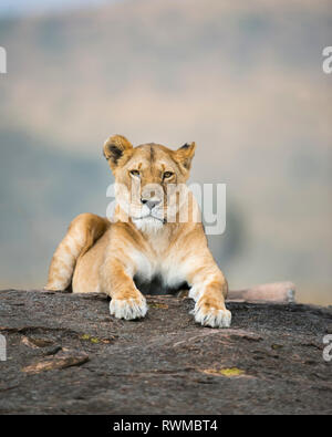 Lioness (Leo panthera) laying on a rock, Maasai Mara National Reserve; Kenya Stock Photo