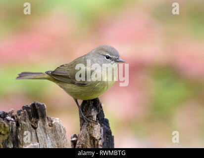 Orange-crowned Warbler, Oreothlypis celata, perched on a log in the Autumn in Saskatoon,  Saskatchewan, Canada Stock Photo