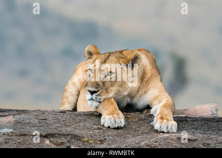 Lioness (Leo panthera) laying on a rock, Maasai Mara National Reserve; Kenya Stock Photo