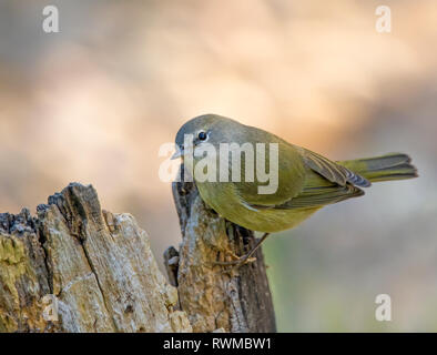 Orange-crowned Warbler, Oreothlypis celata, perched on a log in the Autumn in Saskatoon,  Saskatchewan, Canada Stock Photo