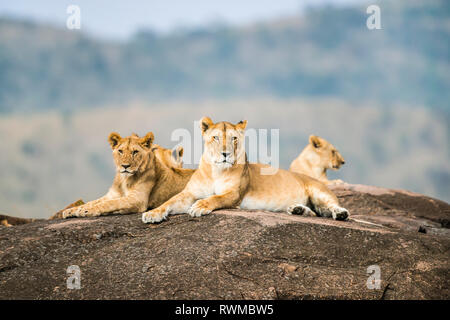 Lionesses (Leo panthera) laying on a rock, Maasai Mara National Reserve; Kenya Stock Photo