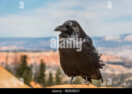 Common Raven (Corvus corax), Bryce Canyon National Park; Utah, United States of America Stock Photo