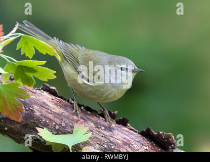 Orange-crowned Warbler, Oreothlypis celata, perched on a log in the Autumn in Saskatoon,  Saskatchewan, Canada Stock Photo